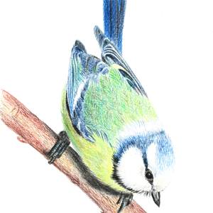 Blue tit on a branch