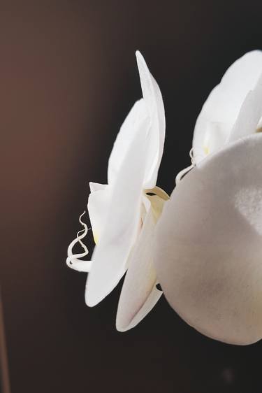 White orchid thumb