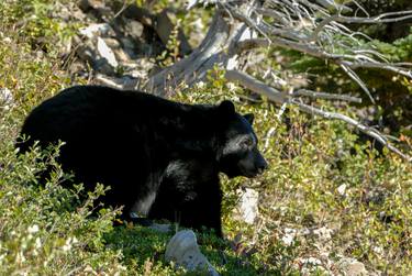 Black Bear Resting thumb