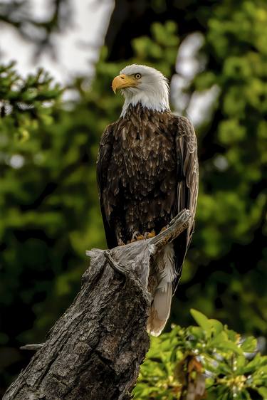 Bald Eagle Cypress Island thumb