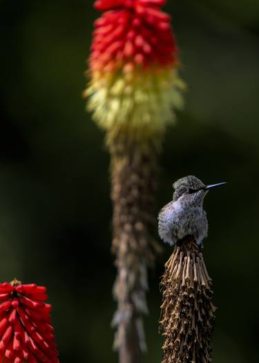 Anna's Hummingbird thumb