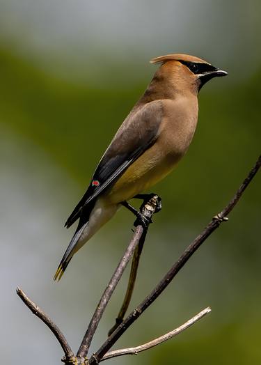 Cedar Waxwing thumb