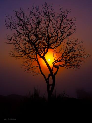 Cap Sante Park Tree thumb