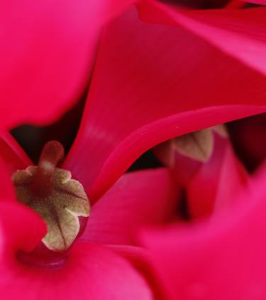 Print of Abstract Floral Photography by Shahrzad Ghaffari