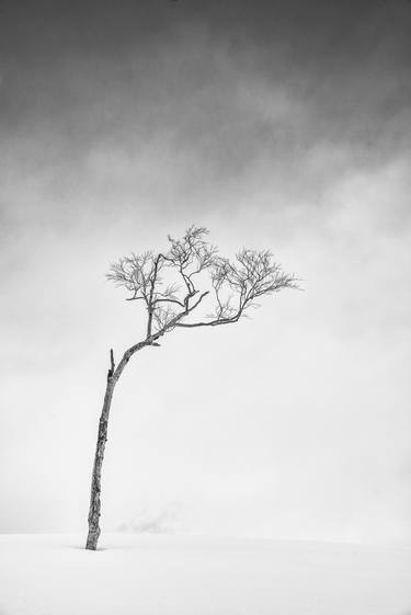 Print of Fine Art Tree Photography by Sophie Voituron