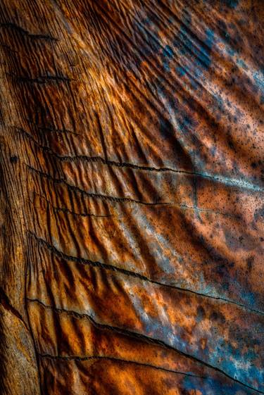 Original Abstract Expressionism Nature Photography by Richard Kelley