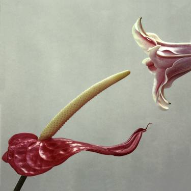 Anthurium & Lily - Limited Edition 1 of 8 thumb
