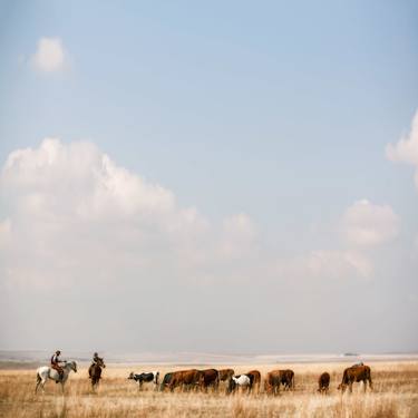 Original Cows Photography by Keith Bernstein