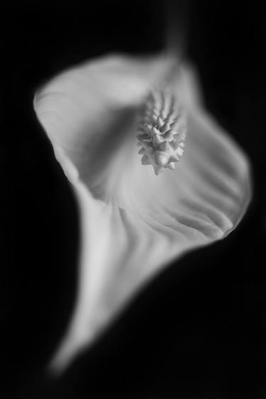 Original Abstract Floral Photography by Keith Bernstein