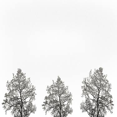 Original Tree Photography by Keith Bernstein