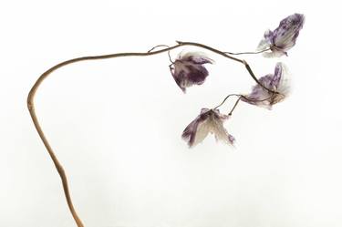 Original Floral Photography by Keith Bernstein