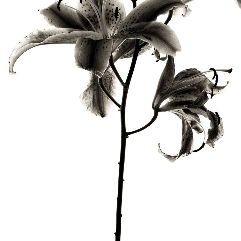 Original Documentary Floral Photography by Keith Bernstein