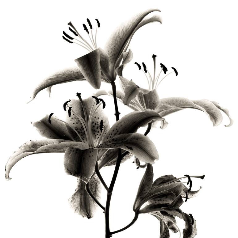 Original Documentary Floral Photography by Keith Bernstein