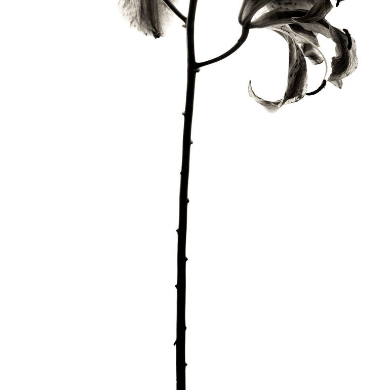 Original Documentary Floral Photography by Keith Bernstein