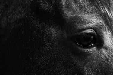 Original Abstract Horse Photography by Keith Bernstein