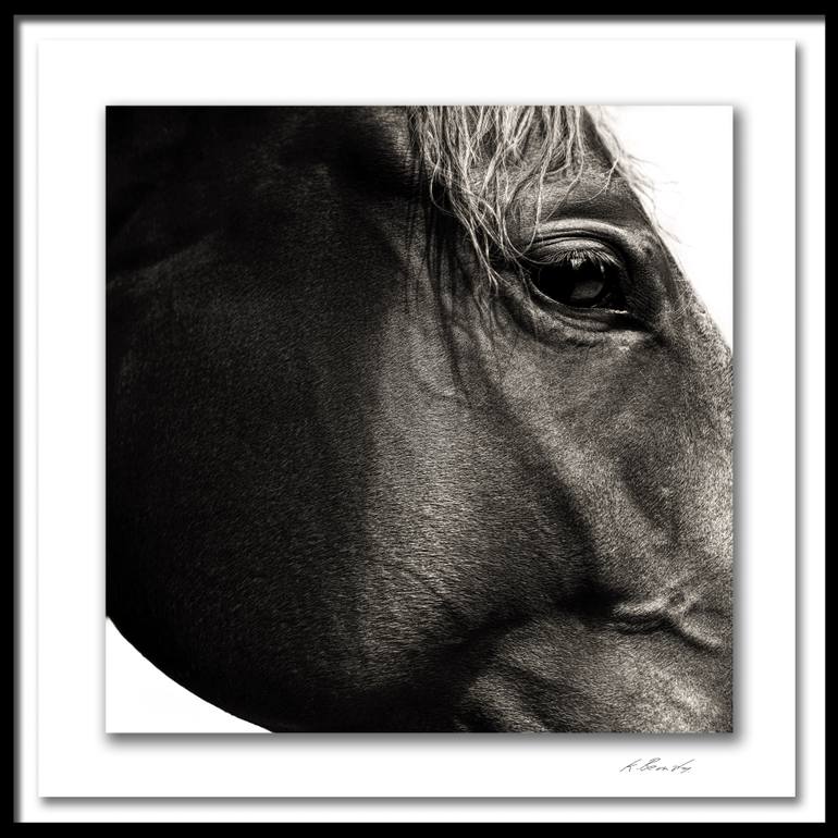 Original Documentary Horse Photography by Keith Bernstein