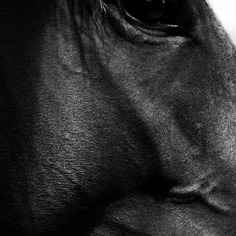 Original Documentary Horse Photography by Keith Bernstein