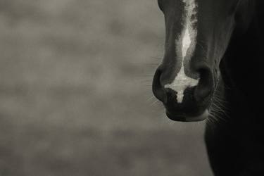 Original Abstract Horse Photography by Keith Bernstein