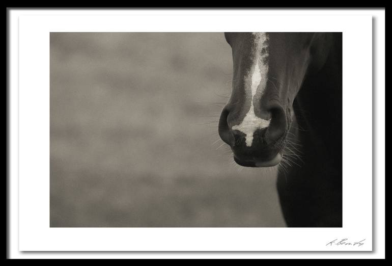 Original Abstract Horse Photography by Keith Bernstein