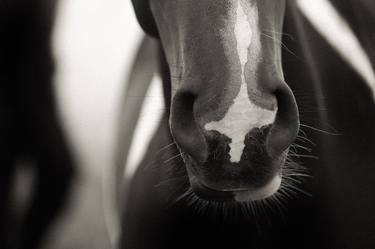 Original Documentary Horse Photography by Keith Bernstein