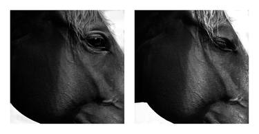 Original Documentary Horse Photography by Keith Bernstein