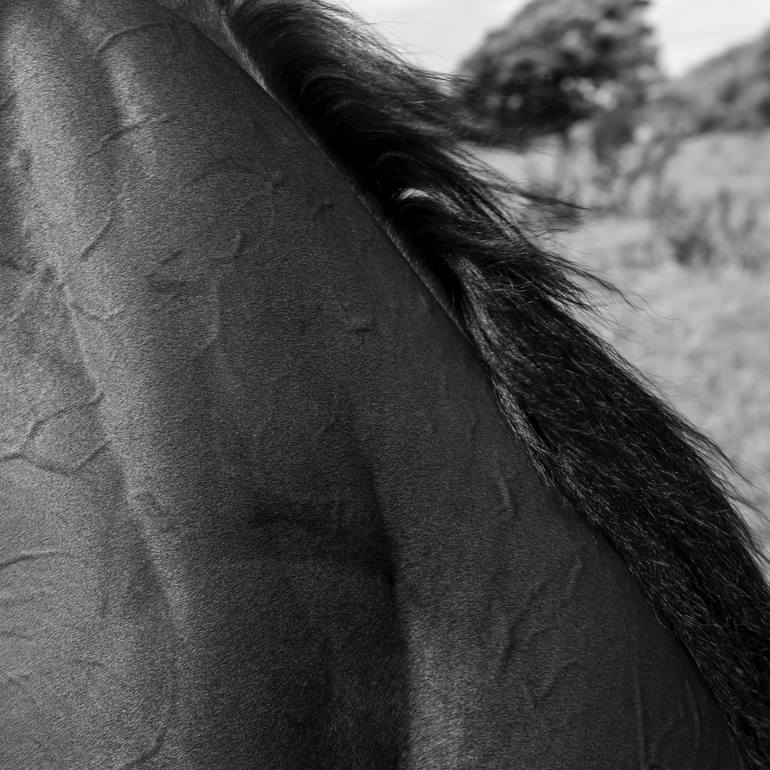 Original Horse Photography by Keith Bernstein