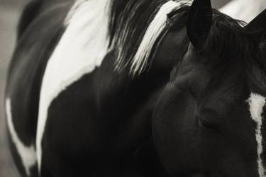Print of Documentary Horse Photography by Keith Bernstein