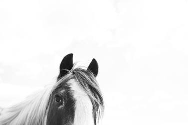 Print of Horse Photography by Keith Bernstein