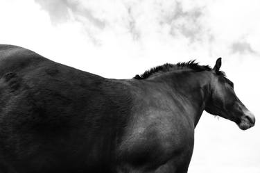 Print of Documentary Horse Photography by Keith Bernstein
