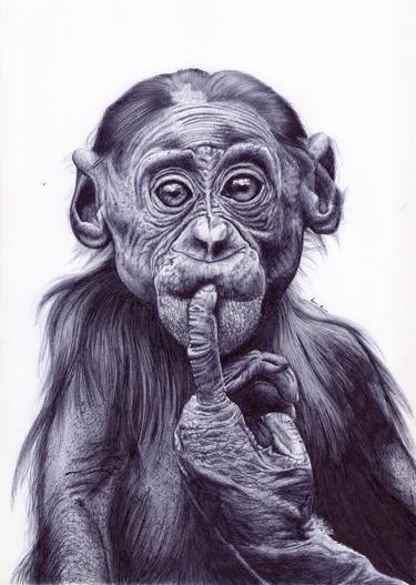 A curious chimpanzee thumb