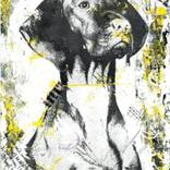 Vizsla by Nora Bland