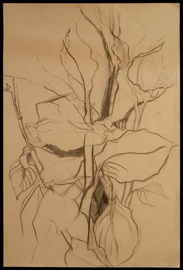 Print of Expressionism Botanic Drawings by Caren Sommer-Lazar