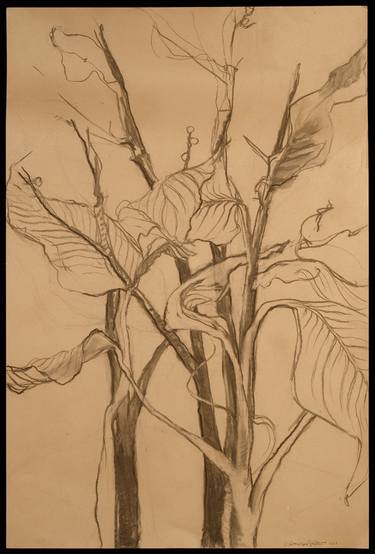 Print of Expressionism Botanic Drawings by Caren Sommer-Lazar
