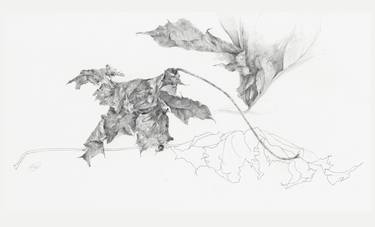 'Dust to Dust' dried maple leaves thumb