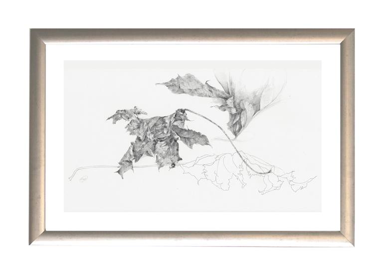 Original Illustration Botanic Drawing by Michael Walsh