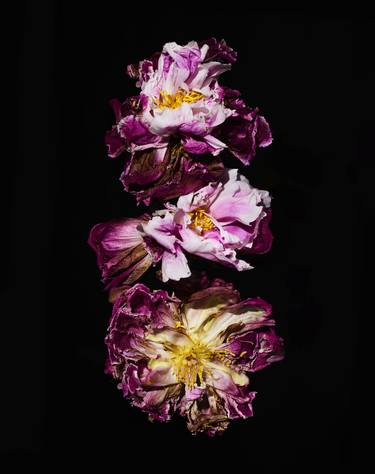 Original Conceptual Floral Photography by Martin Sweers