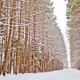 Snowy Road-Winter Wonderland - Limited Edition 1 of 10 by John Kelly