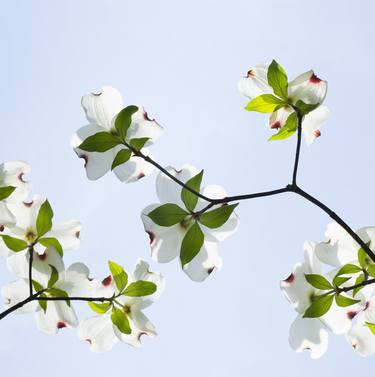 Print of Minimalism Floral Photography by Christine Marie