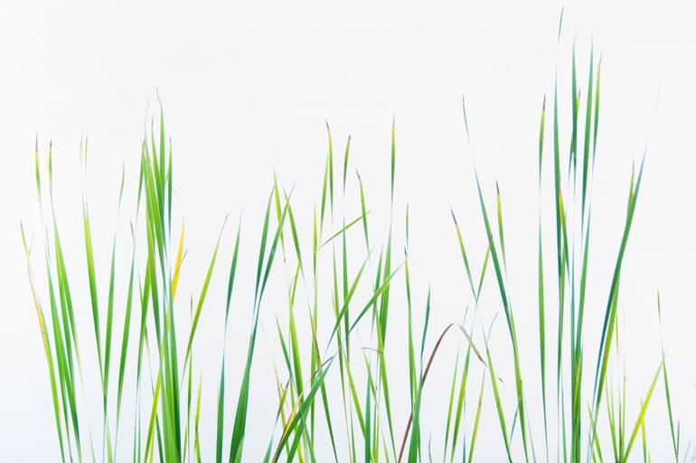 Original Botanic Photography by Christine Marie | Abstract Art on Paper | Reeds By the Lake,