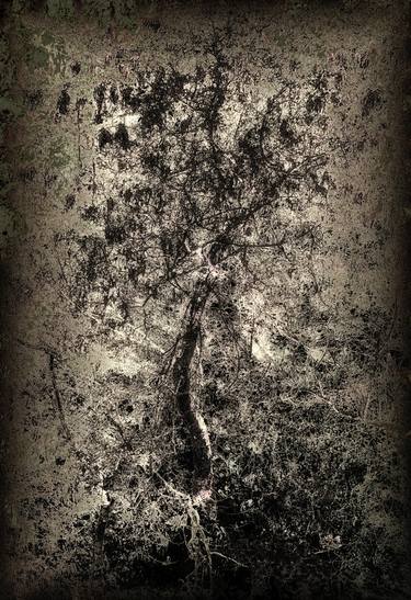 Print of Abstract Expressionism Nature Photography by David Matthew Lyons
