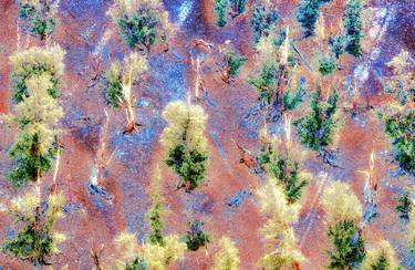 PEYOTE PAINT  -  ( Bristlecone pines. Inyo, California ) thumb