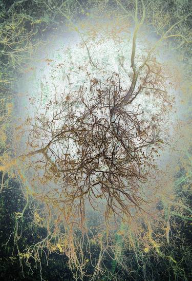 Print of Abstract Expressionism Nature Photography by David Matthew Lyons