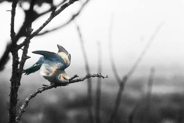 Print of Illustration Animal Photography by Mickaël LAMBERT