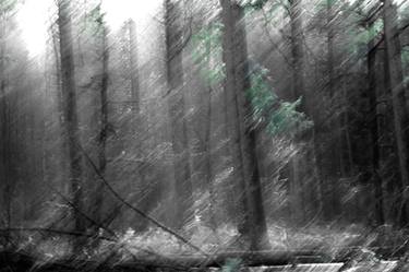 Original Abstract Tree Photography by Hazel Ling