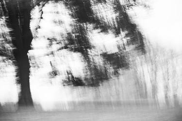 Original Fine Art Tree Photography by Hazel Ling