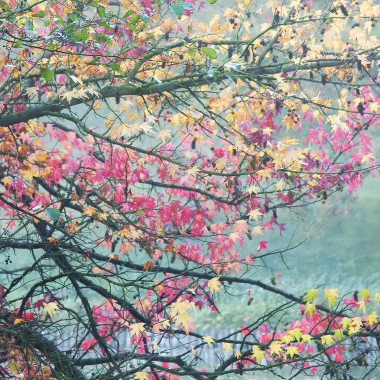 Original Impressionism Tree Photography by Hazel Ling