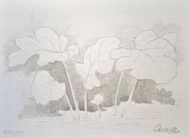 Original Realism Botanic Drawings by Quico Hernández