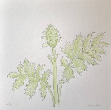 Original Botanic Paintings by Quico Hernández