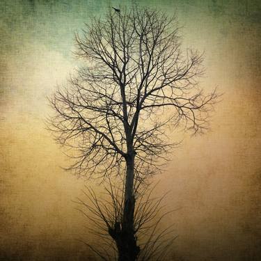 Print of Expressionism Tree Photography by Taylan Soyturk