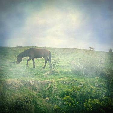 Print of Fine Art Horse Photography by Taylan Soyturk